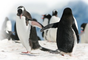 Foto Pinguine Busines-Etikette
